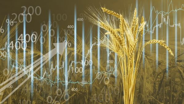 أسعار القمح ترتفع بأكثر من 4% في الولايات المتحدة