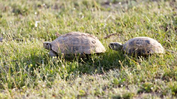 turtles