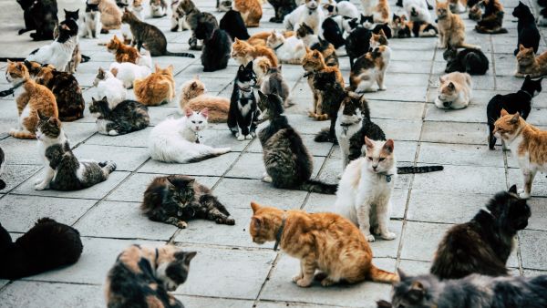 Cats 