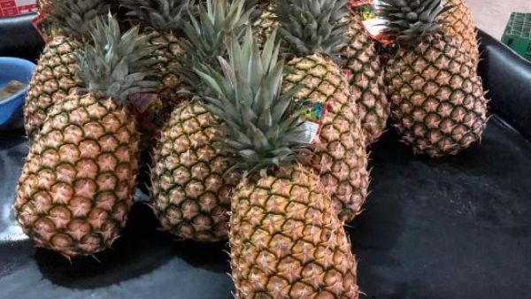 جمارك دبي تضبط ماريجوانا داخل فاكهة الأناناس