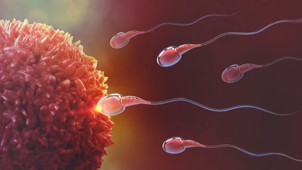 كيف أعرف أن البويضة تلقحت وصار حمل من أول يوم