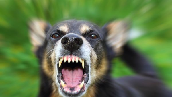 Mad dog 