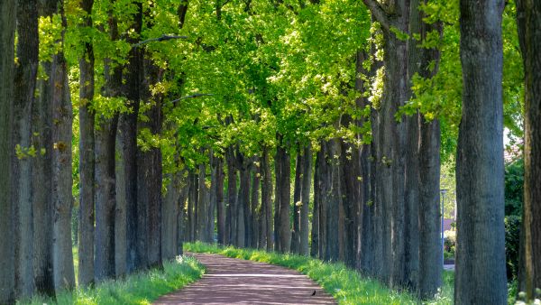 Winding trees 