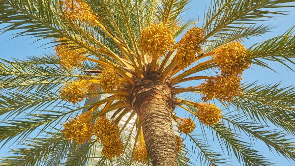 Date palm 