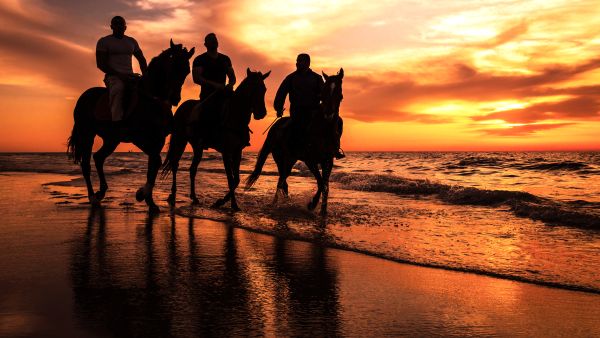 Gaza horses 