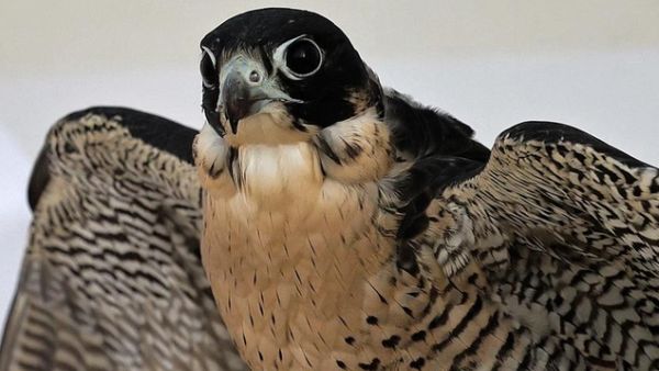 The falcons of Qatar 