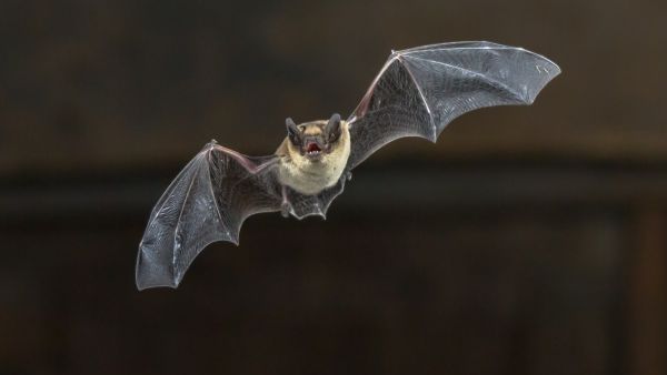 bat