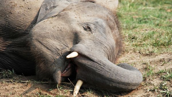 200 elephants