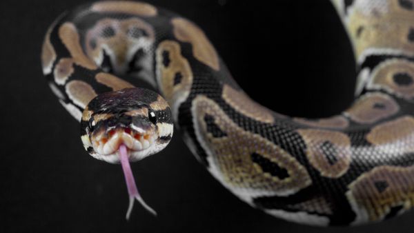 pythons 