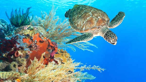 Turtle 
