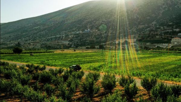 File: An aerial view of cannabis fields in the village of Yamouneh in eastern Lebanon’s Bekaa Valley on July 29, 2020. Photos: Joseph Eid/AFP
