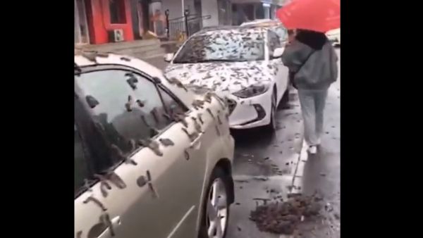 تساقط كميات ضخمة من الديدان في بكين غطت المركبات في الشوارع