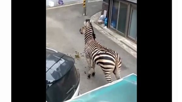 شوهد الحمار الوحشي من خلال مقطع فيديو نشرته محطة إطفاء سيول، يسير في أزقة حول مباني سكنية