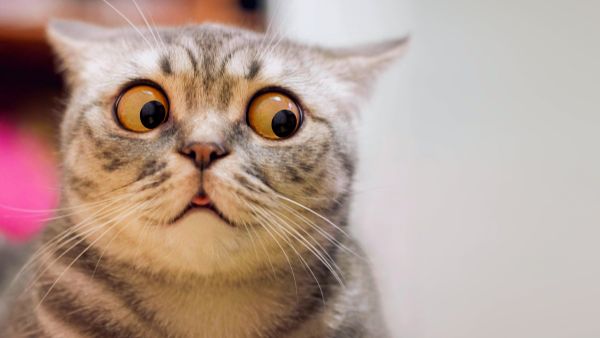 Why did Britain think of mass extermination of cats?