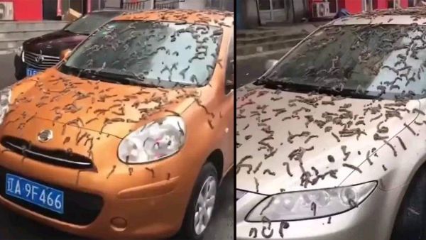 Cars covered with worms in China. (Twitter/ @deZabedrosky) worms China