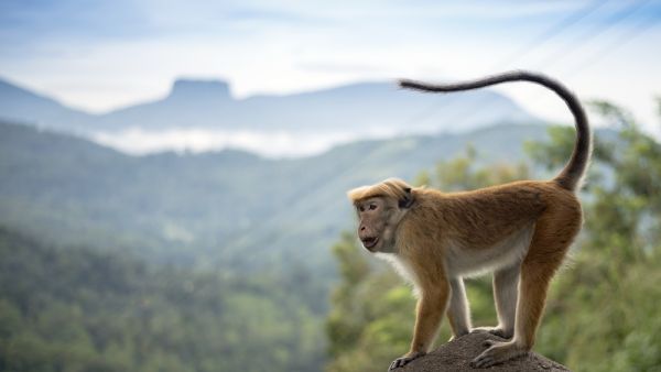 Sri Lanka