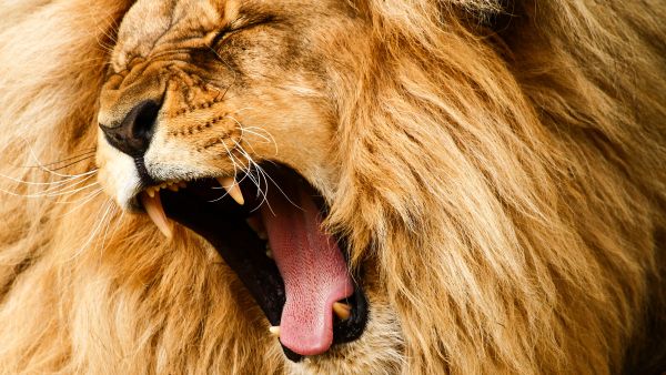 Two lions escape from circus, disturb audience