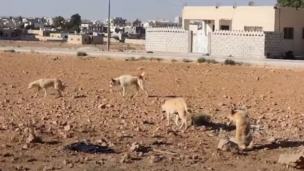 محام وكاتب أردني معروف يقاضي السلطات بسبب عضة كلب ضال