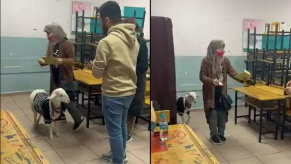 خروف يشارك في الانتخابات الرئاسية التركية