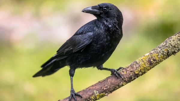 Crow splits Israeli flag, throws it to ground 