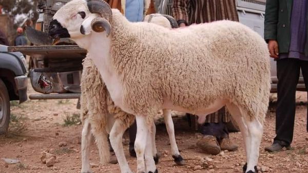  احباط عملية تهريب 108 ذبائح فاسدة ضمن لحوم الهدي والأضاحي