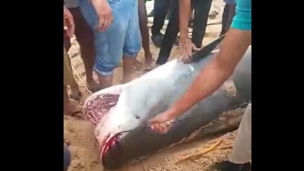 تحنيط القرش المفترس تمهيدا لعرضه في متحف الغردقة