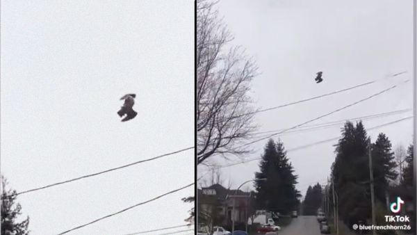 Video of freezing bird mid-sky shocks people 