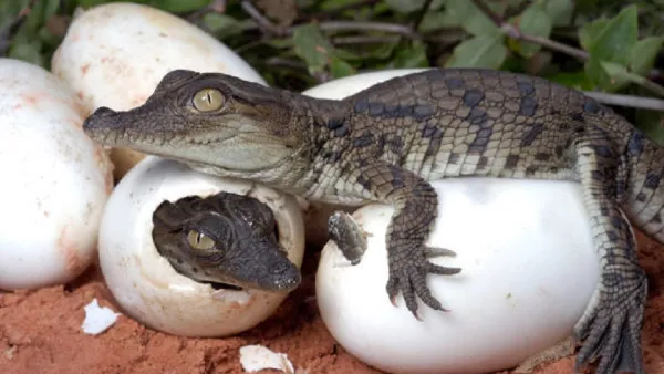 Extraordinary case of Virgin Birth in crocodiles leaves scientists astonished
