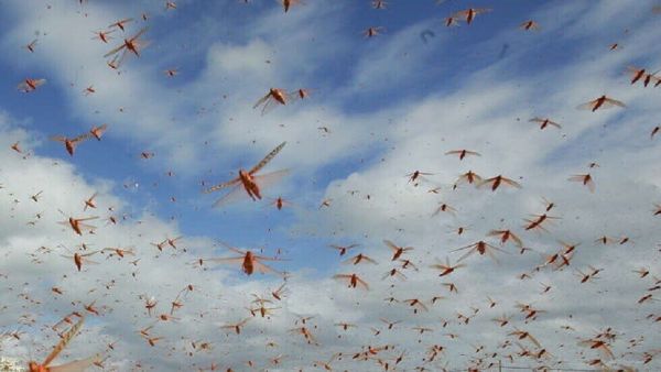 صيد الجراد، ينطبق عليه حكمان وفقًا للتفسيرات الفقهية 