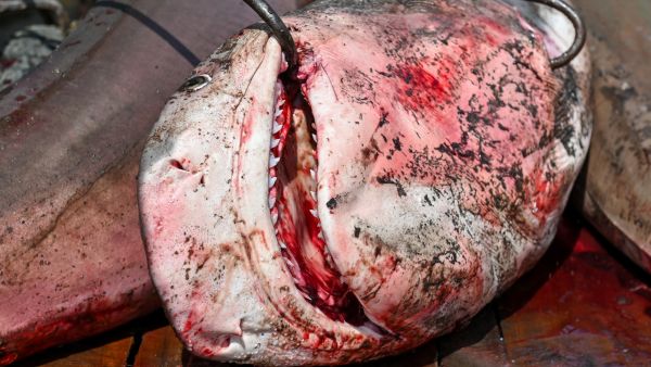 اصطياد أسماك قرش من قبل غواصين قبالة سواحل الإسكندرية