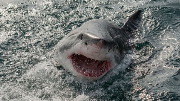 shark