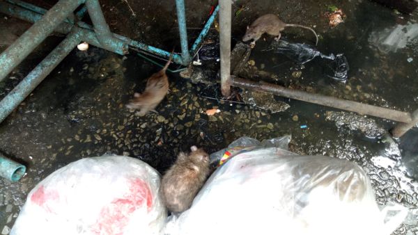 Rats 