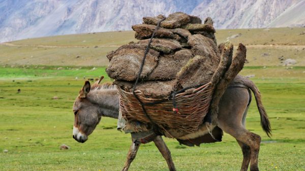 Donkey forced to smoke weed to carry more weights
