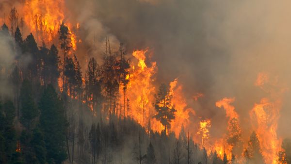  forest fire 