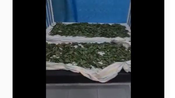 قيام إحدى العاملات باستخدام الأسرّة الخاصة بالمشفى داخل الحاضنة لتجفيف الملوخية 