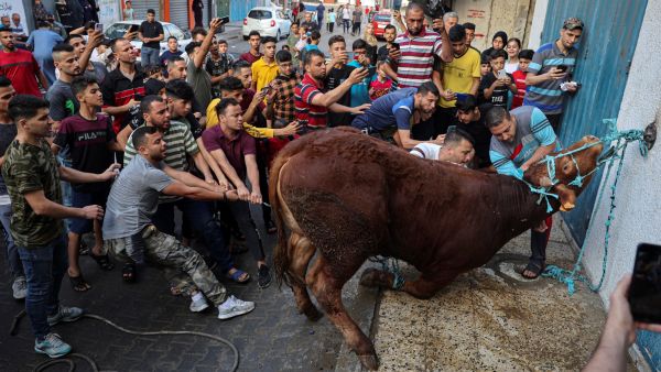 ذبح بقرة خلال عيد الأضحى، في رفح جنوب قطاع غزة في 9 يوليو 2022