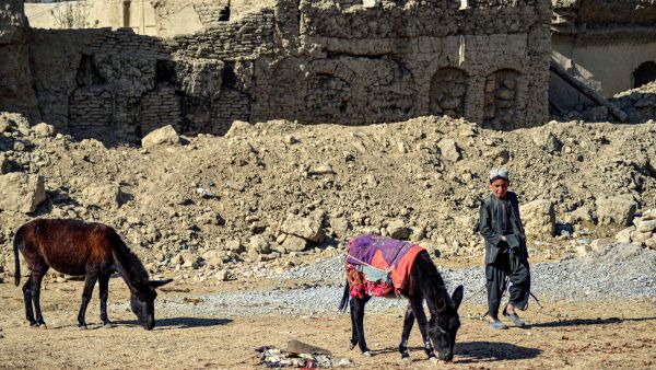slaughtered donkeys