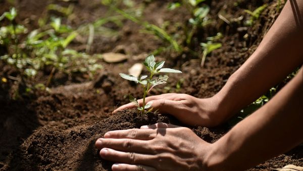 International Day for the Conservation of the Mangrove Ecosystem: Over 4,000 mangrove saplings restored through  Emirates NBD and Mastercard Priceless Planet Coalition