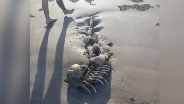 Mystery creature 