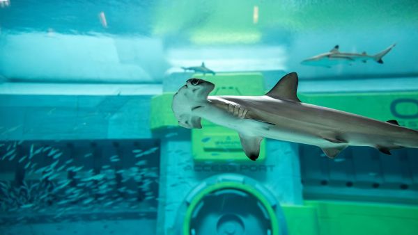 SeaWorld Abu Dhabi _ Shark Feeding SeaWorld® Yas Island, Abu Dhabi Unveils a Fincredible Shark Week Agenda