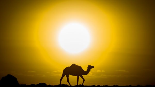 منطقة المغرب العربي تحت رحمة موجة حر خانقة 