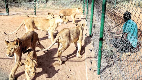حديقة الحيوانات تضررت من القصف الجوي وانقطاع الكهرباء
