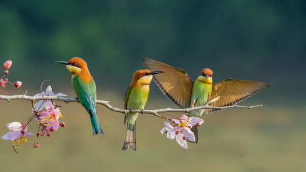 bird