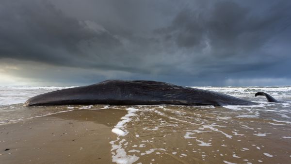Treasure Found Within a Whale's Belly