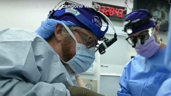 خرق طبي: زرع كلية خنزير لرجل ميت دماغيا وتعمل منذ أكثر من شهر