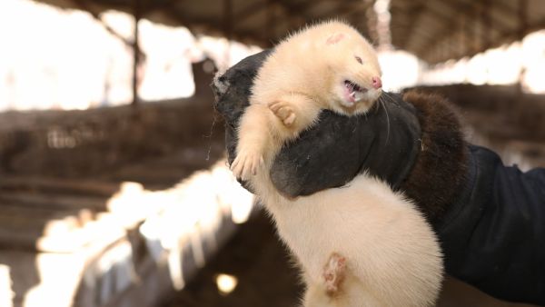 Mink 