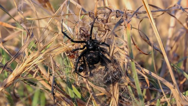 Latrodectus