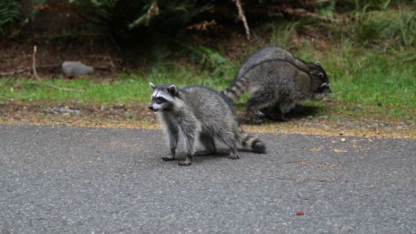 Raccoon
