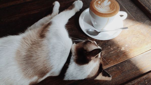 Cafe 