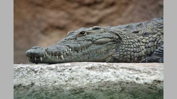 التماسيح كانت تلمس الكلب بأفواهها وتدفعه بعيدًا عن منطقة الخطر